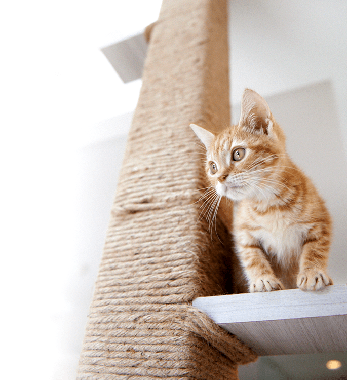 ペットと過ごす家